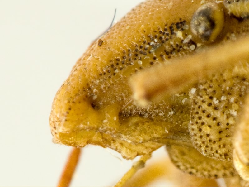 Aelia melanota Fieber, 1868